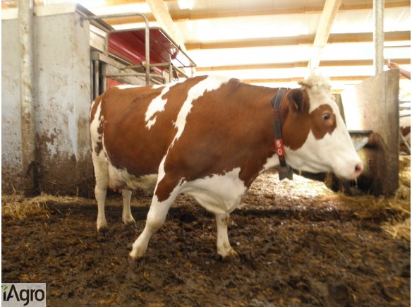 Sprzedam jałówki, krowy, byki