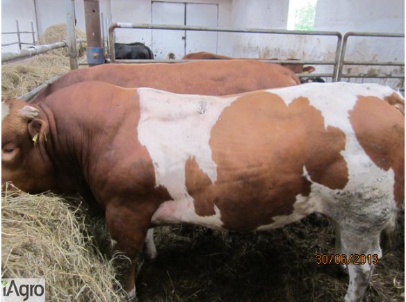 DUŻE BYKI  11 SZTUK