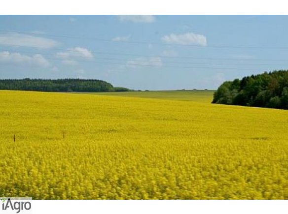 Sprzedam ziemie rolna 124 hektary