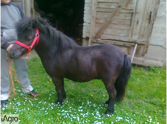 Pilnie sprzedam pięknego kucyka