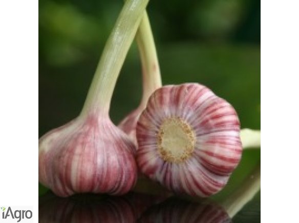 SPRZEDAM POLSKI CZOSNEK - HARNAŚ