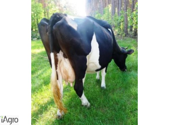 Krowa 5 letnia, rasa HO