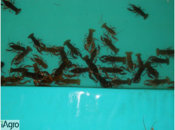 Sprzedam raka błotnego oraz stado mateczne do zaraczenia stawów