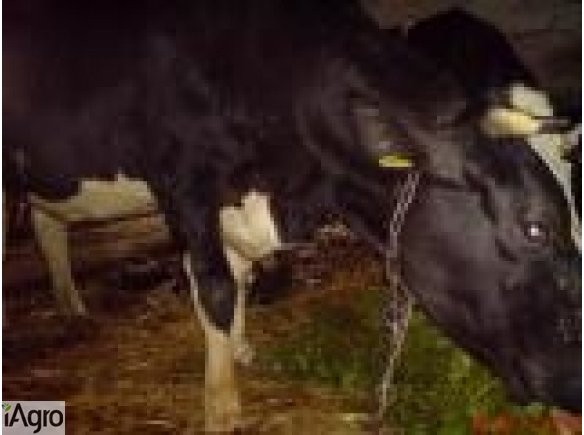 Krowa 5 letnia, rasa HO