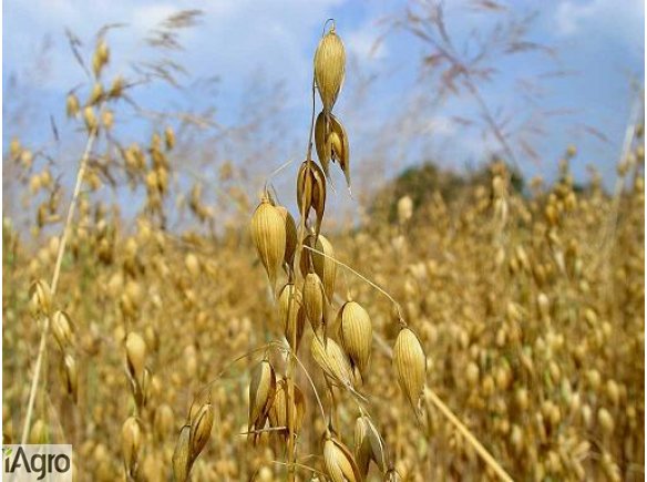 Owies ekologiczny z certyfikatem