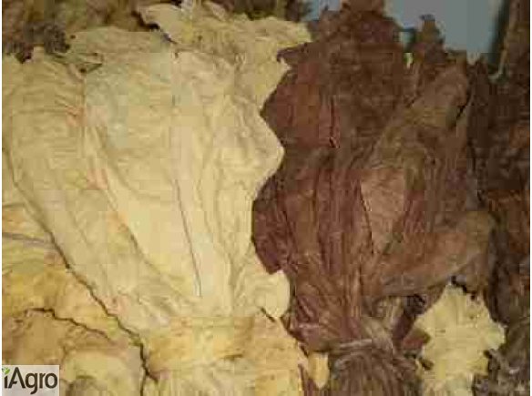 Liście tytoniu tytoń już od 12zł 889689401