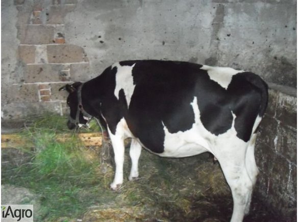 SPRZEDAM KROWĘ 4-LETNIA