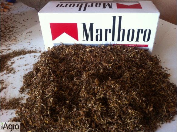 Tyton, Najlepszy, Marlboro, Virginia, Ondraszek, Sprzedam