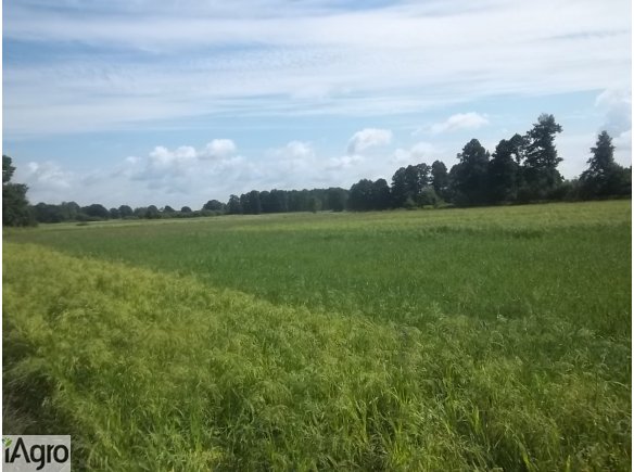 TRZCIEL, powiat międzyrzecki