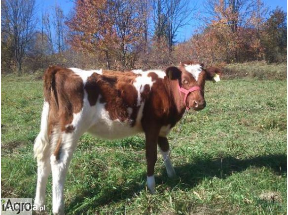 Jałówki/cielęta/ RW RP SM