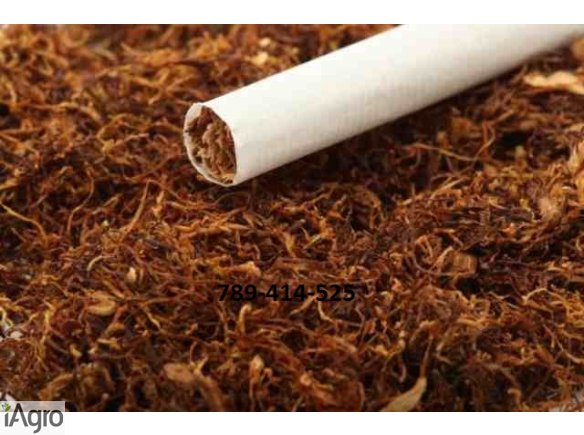 Najlepszy tytoń Malboro 1kg-80zł