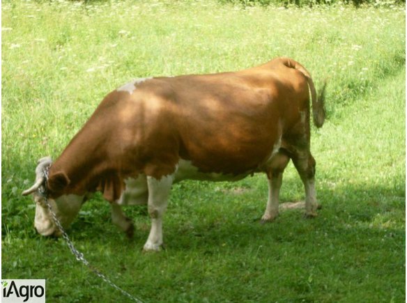 Sprzedam krowę rasy simental poprawa ceny!