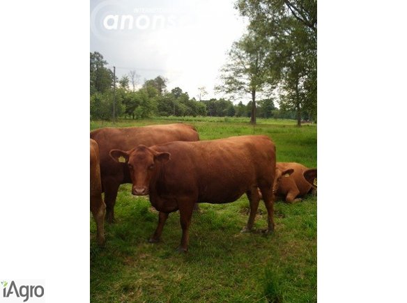 Sprzedam jałówki + buhaja ANGUS CZERWONY
