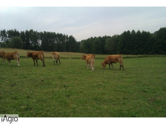Sprzedam jałówki Limousine 8 szt.