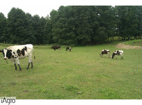 Sprzedam jałówki mleczne HF 75% - 93% 8 szt.