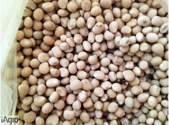Sprzedam łupin biały Agrostudio Sp. z o.o.