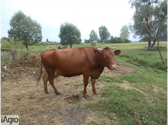 Sprzedam krowę czerwoną.