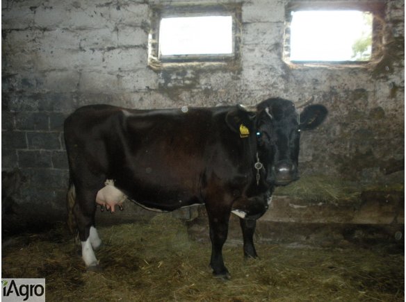 Sprzedam krowę !