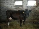 Sprzedam krowę !