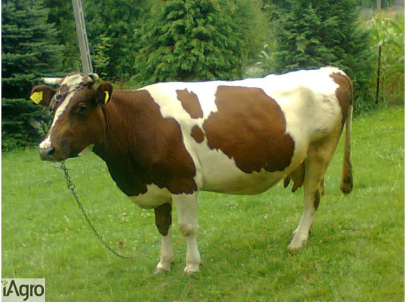 Sprzedam cielną krowę!