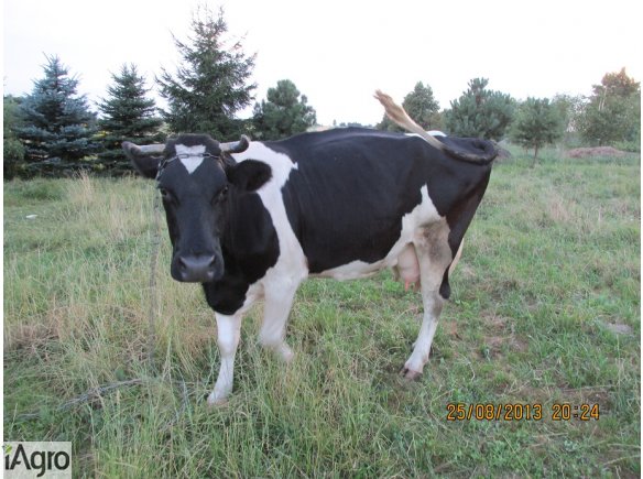 Krowa Cielna 8 letnia
