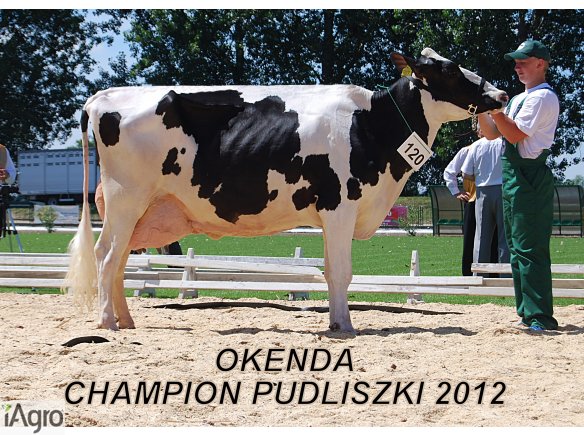 Jałówki cielne HF (HO)