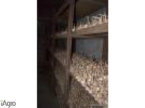 Czosnek Harnaś - Bez oprysków! 