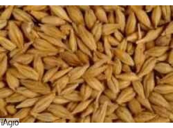 JĘCZMIEŃ  Sprzedam