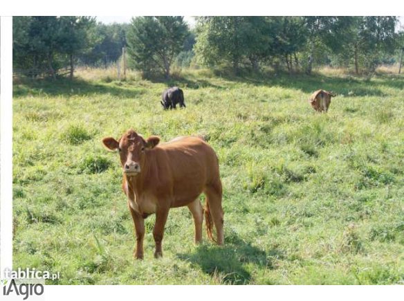 Stado jałówek limousine