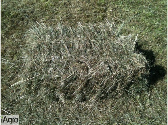 Siano  duże zbite kostki  dla koni ekologiczne