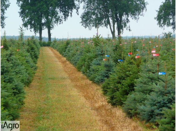Sprzedam choinki z plantacji