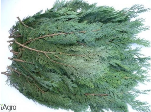 Sprzedam gałezie Cyprysa - stroisz