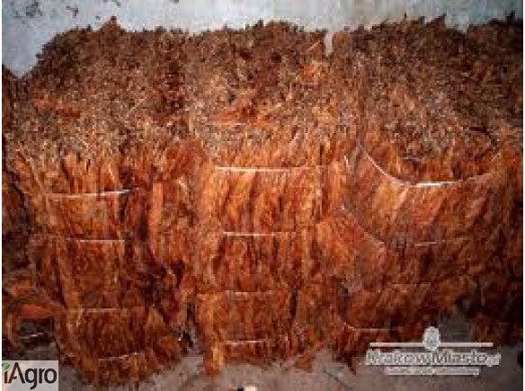 Sprzedam liście tytoniu od ROLNIKA!!!WYŁĄCZNIE PODMIOTOM