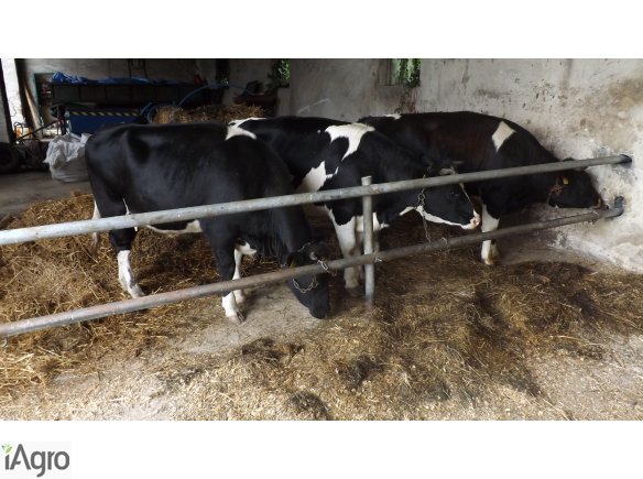 Jałówki wysoko cielne