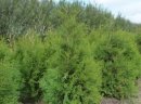 Sprzedam Thuja Brabant - zdjęcie 2