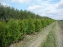 Sprzedam Thuja Brabant - zdjęcie 3