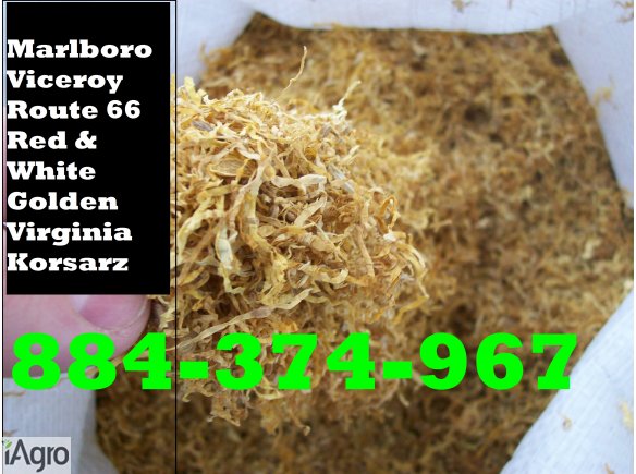 TYTOŃ PAPIEROSOWY TYTON GILZY GILZ 80ZŁ\1KG KURIER 24H