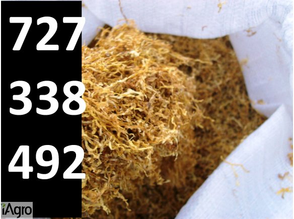 TYTOŃ PAPIEROSOWY TYTON GILZY GILZ 80ZŁ\1KG KURIER 24H