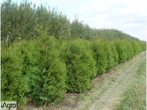 Sprzedam Thuja Brabant