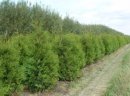 Sprzedam Thuja Brabant