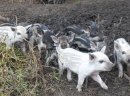 Prosięta świni Mangalica (Węgierska świnia pastwiskowa)