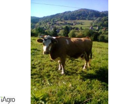 Sprzedam krówę rasy czerwona biała zacielona