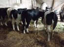 Jałówki cielne - zdjęcie 3