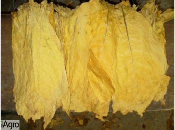 LIŚCIE TTONIU VIRGINIA ŚWIEŻY ZBIÓR ŁADNE LIŚCIE TANIO