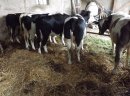 Jałówki cielne - zdjęcie 2
