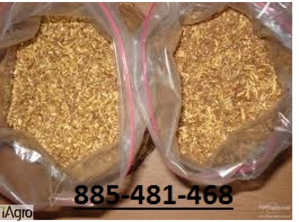 Sprawdzony pewny tytoń