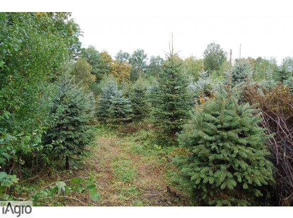 Choinki, drzewka bożonarodzeniowe, świąteczne