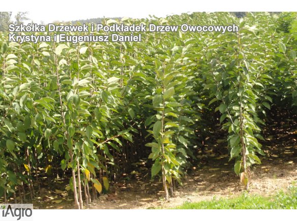 Drzewka Owocowe
