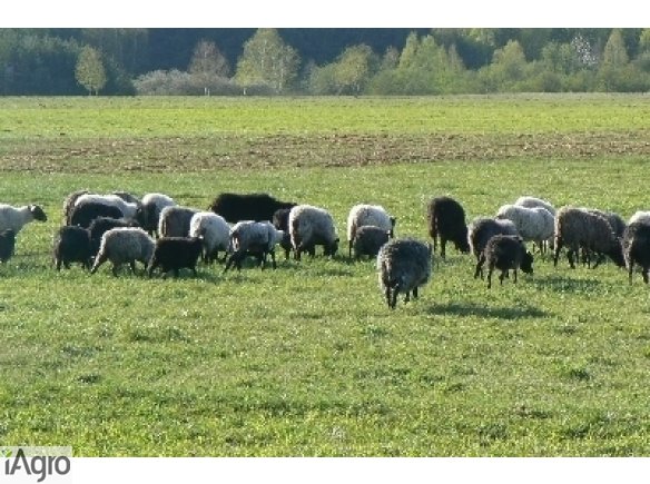 Sprzedam owce wrzosówki z gospodarstwa ekologicznego