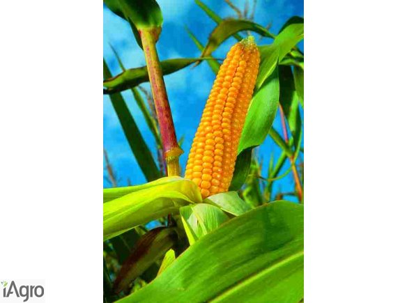KUKURYDZA SUCHA